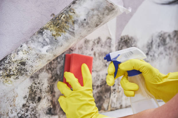 Best Mold Documentation for Insurance Claims  in Umatilla, FL